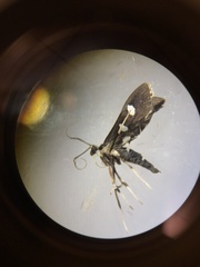Nomophilini