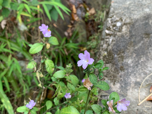 Strobilanthes observed 2026-10-25