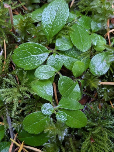 Linnaea borealis observed 2026-10-25