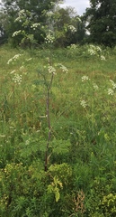 Chaerophyllum bulbosum