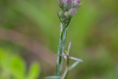 Carphephorus pseudoliatris