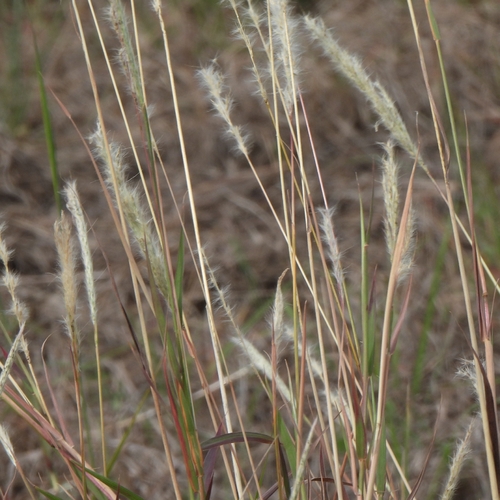 silver bluestem