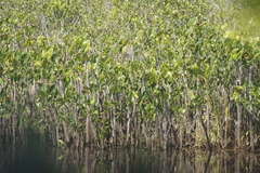 Montrichardia arborescens