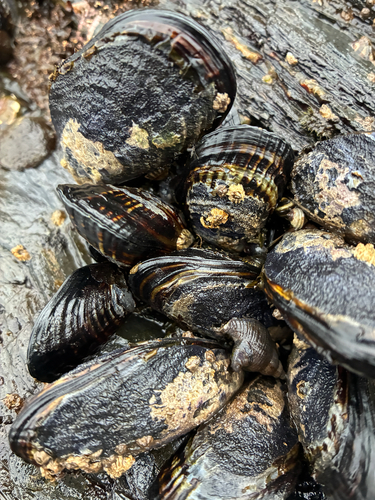 Mytilus californianus observed 2026-10-24