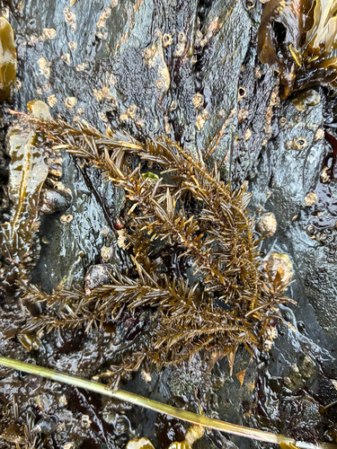 Analipus japonicus observed 2026-10-24