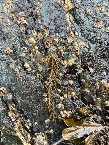Analipus japonicus observed 2026-10-24
