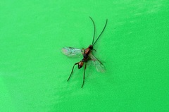 Meteorinae
