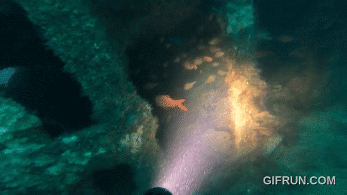 Pempheris observed 2026-10-24