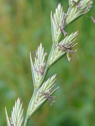 Lolium perenne observed 2026-10-26