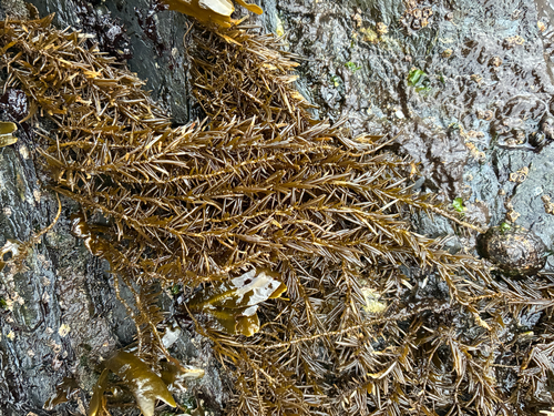 Analipus japonicus observed 2026-10-24