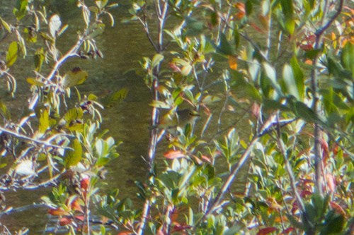 White-eyed Vireo