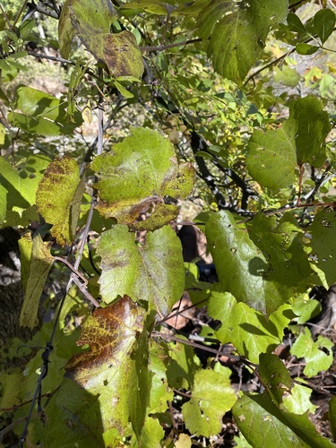 canyon wild grape