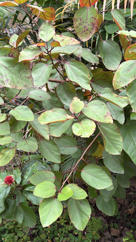 Hibiscus arnottianus observed 2026-10-25