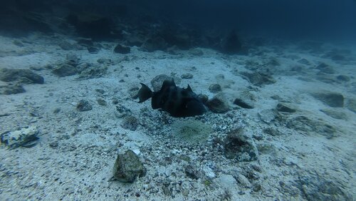 Pseudobalistes observed 2026-10-23