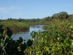Montrichardia arborescens