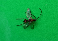 Meteorinae