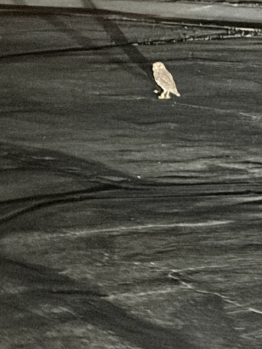 Burrowing Owl