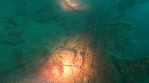 Cymbiola, 2026-10-24