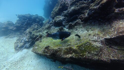 Scarus rubroviolaceus observed 2026-10-23