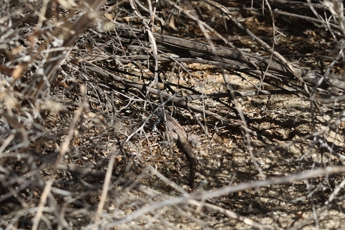 Western Whiptail
