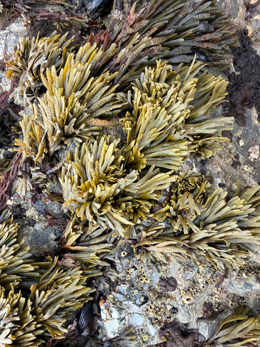 Pelvetiopsis limitata observed 2026-10-25