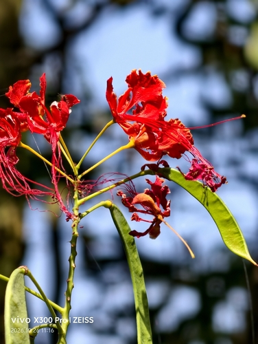 Caesalpinia pulcherrima observed 2026-10-26