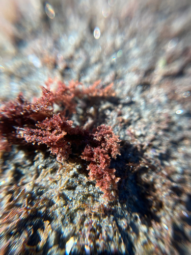 Spyridia filamentosa observed 2026-10-25