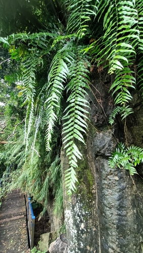 Nephrolepis biserrata observed 2026-10-26