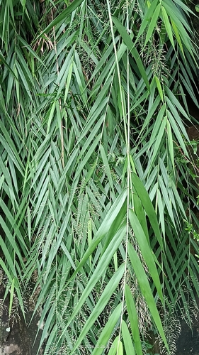 Arundo formosana observed 2026-10-26