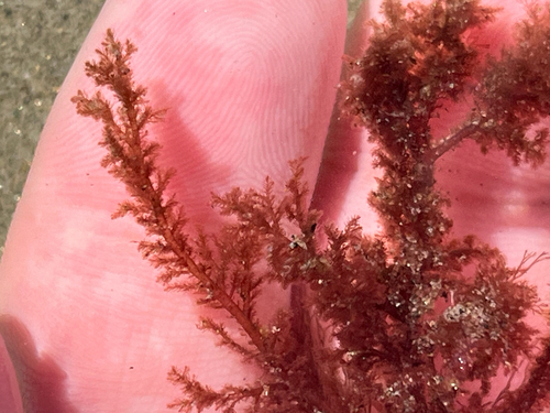 Spyridia filamentosa observed 2026-10-25
