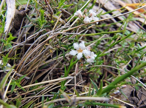 Leucopogon virgatus observed 2026-10-26