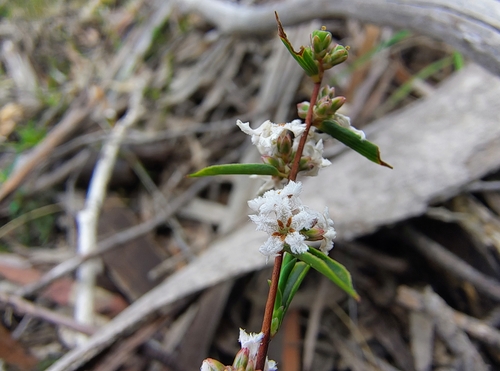 Leucopogon virgatus observed 2026-10-26