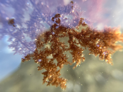 Spyridia filamentosa observed 2026-10-25