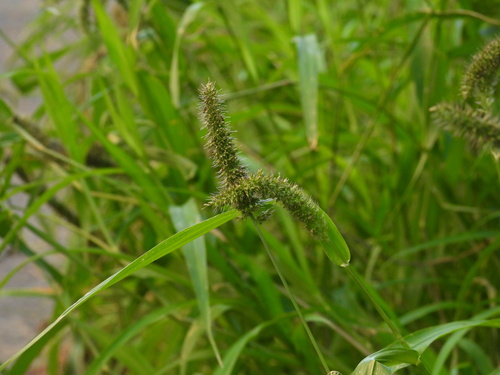 Setaria adhaerens observed 2026-10-25