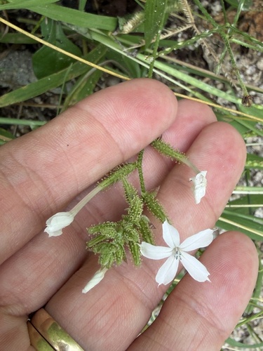 Plumbago zeylanica observed 2026-10-25