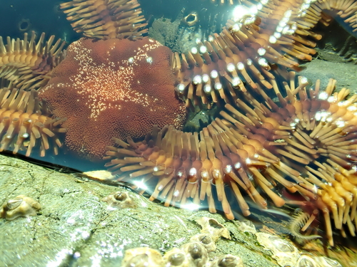 Ophiopteris papillosa observed 2026-10-24