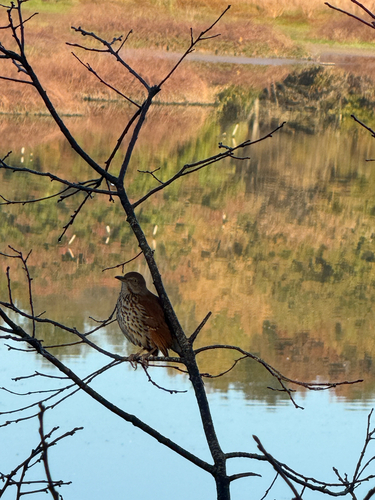 Brown Thrasher
