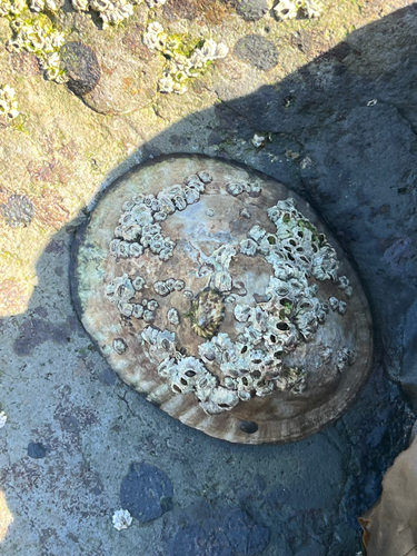 Lottia gigantea, 2026-10-25