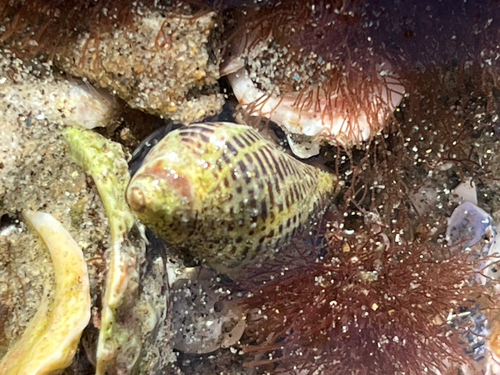 Acanthinucella spirata observed 2026-10-25