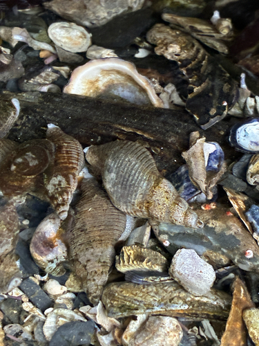 Searlesia observed 2026-10-24