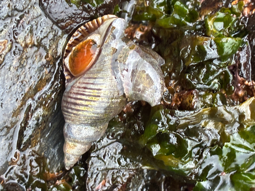 Searlesia observed 2026-10-24