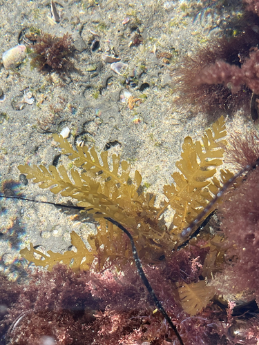 Sargassum observed 2026-10-25