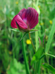 Lathyrus cicera