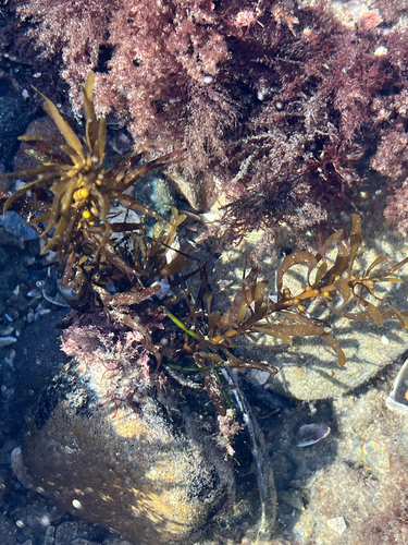 Sargassum observed 2026-10-25