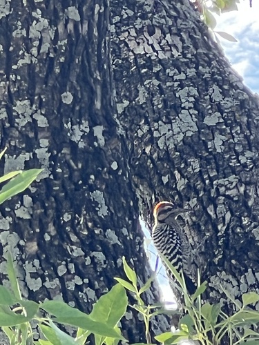 Ladder-backed Woodpecker