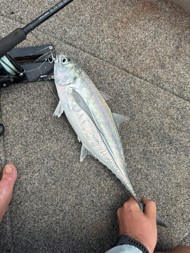 Megalaspis cordyla observed 2026-10-26