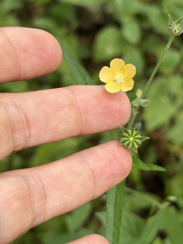 Anoda palmata (Anoda palmata)