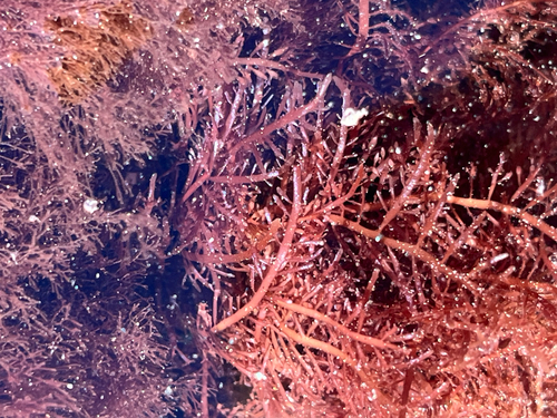 Pterocladiella observed 2026-10-25