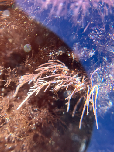 Lithothrix aspergillum observed 2026-10-25