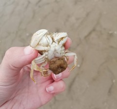 Liocarcinus holsatus